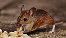 24 Hour & Emergency Exterminators in Helena, MT